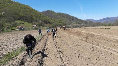 Photo of Zajimović: Direkcija završava sjetvu na 116 hektara vakufskog zemljišta u BiH