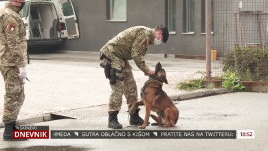 Photo of TVSA: MUP KS ima 25 službenih pasa, Dži Foks je obučen za traženje narkotika