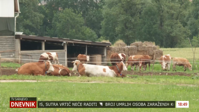 Photo of TVSA: Pozitivna priča s jedne od najvećih farmi muznih grla u Općini Ilijaš