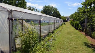 Photo of Federalno ministarstvo dodjeljuje podršku za 101 mladog poljoprivrednika ukupne vrijednosti 4,7 miliona