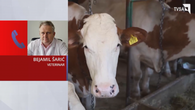 Photo of TVSA/Video: Zbog pandemije ove godine nisu nabavljene vakcine protiv bruceloze, potrošene rezerve