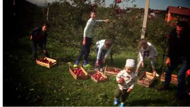 Photo of Nedjeljom u 12,05 Darovi prirode: Uzgoj jabuka kao porodični biznis