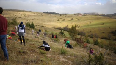 Photo of Volonteri na Bjelašnici posadili 1.000 sadnica bijelog bora