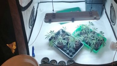 Photo of KS: Oduzeta laboratorija za uzgoj i proizvodnju opojne droge marihuane