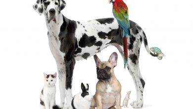 Photo of Istraživanje: Zaraza koronavirusom učestala među kućnim ljubimcima
