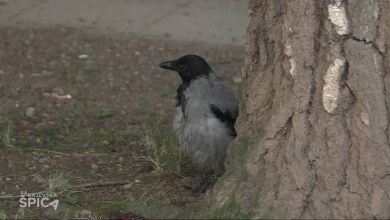 Photo of TVSA/VIDEO/Arnad i njegov kućni ljubimac-vrana