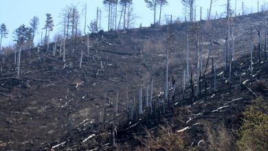 Photo of Kiša ugasila požare u Hercegovačko-neretvanskom kantonu