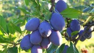 Photo of Na ‘Danima šljive’ u Gradačcu očekuje se više od 100 izlagača