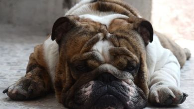 Photo of Bečki stručnjaci upozoravaju: Kućni ljubimci su predebeli