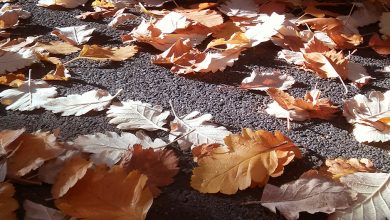 Photo of U BiH danas sunčano vrijeme, dnevne temperature do 20