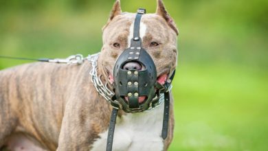 Photo of U ovoj godini devet napada i ugriza vlasničkih pasa, moguće izreći novčanu i upravnu mjeru