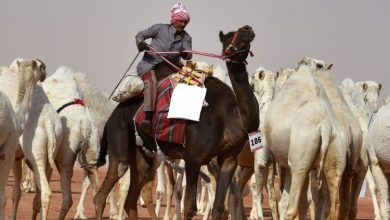 Photo of Saudijska Arabija: Kamile diskvalifikovane s takmičenja ljepote zbog botoksa
