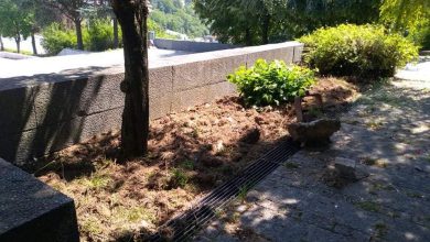 Photo of Sarajevske zelene površine uskoro će krasiti novo ukrasno grmlje