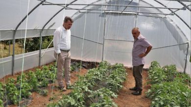 Photo of Uz podršku Općine Stari grad plastenička proizvodnja sve zastupljenija