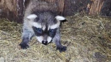 Photo of Proljeće u Pionirsku dolinu donijelo mnoštvo mladih životinja, labudovi još kriju sretne vijesti