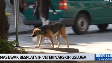 Photo of TVSA Vijesti: Od iduće sedmice besplatna sterilizacija za pse i mačke