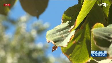 Photo of Narednih dana sunčano, u srijedu kiša