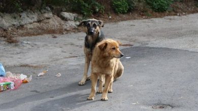 Photo of U KS trenutno na ulicama oko 6.000 napuštenih pasa, broj u porastu
