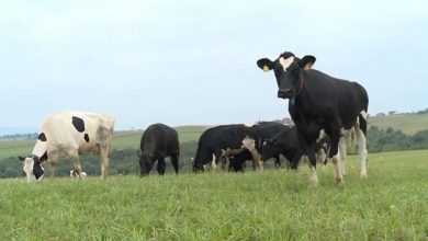Photo of Novi Zeland, prvi u svijetu, uvodi porez na krave i ovce zbog emisije gasova