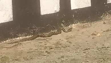Photo of Uočena zmija u dječijem parku na Dolac Malti