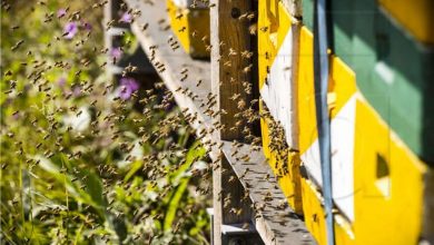 Photo of Hrvatska: Povučena šećerna pogača za prihranu pčela proizvedena u BiH