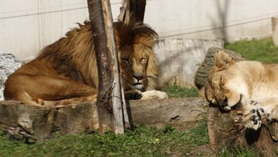 Photo of Pionirska dolina i zoo vrt sigurno trasira svoj put u punopravno članstvo EAZA-e