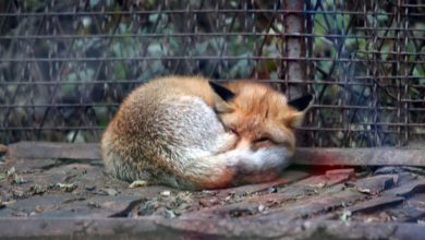 Photo of Počinje izgradnja zimovnika u Pionirskoj dolini i zoo vrtu
