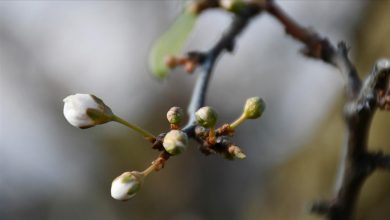 Photo of Danas počinje otopljenje, vodi ka postepenom popuštanju mraza i studeni u rano proljeće