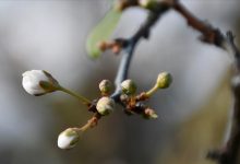 Photo of Narednih dana sunčano, temperature od 10 do 17 stepeni