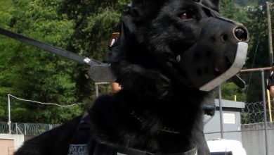 Photo of Blek, službeni pas Sektora za policijsku podršku, nakon deset godina predane službe ide u penziju