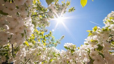 Photo of Proljeće ‘stiže’ večeras u 22 sata i 22 minute