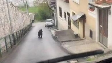 Photo of Medvjed prošetao Vratnikom, lovci ga prate i žele vratiti u šumu