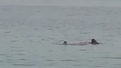 Photo of Uznemirujući sadržaj/Turista smrtno stradao u napadu ajkule u egipatskom ljetovalištu Hurgada