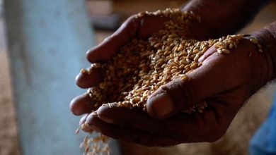 Photo of Svjetski indeks cijena hrane pao na rekordni nivo