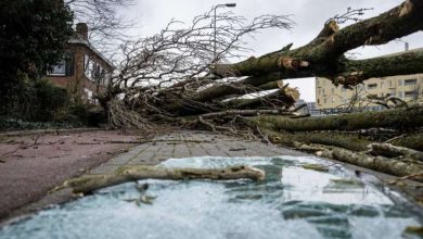 Photo of Nekoliko oborenih stabala i stubova ulične rasvjete, bilans nevremena u KS tokom protekle noći