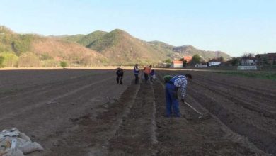 Photo of FBiH zasijano 3,3 posto manje površina u odnosu na sjetvu u sezoni 2021/2022