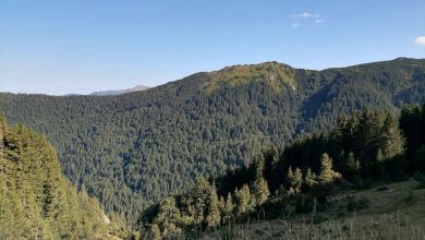 Photo of U FBiH smanjena proizvodnja šumskih sortimenata, pad i prodaje