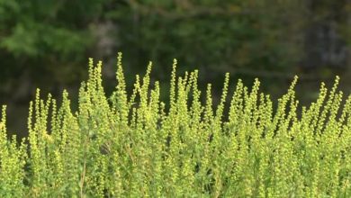 Photo of Ministarstvo i Centar za ekologiju: Upozorenje za alergične osobe, pravi val polena tek dolazi