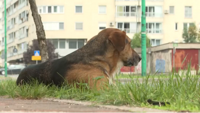 Photo of Dnevnik TVSA/Na ulicama Sarajeva više od 8000 pasa lutalica