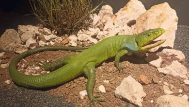 Photo of Zemaljski muzej 1. februara otvara novu stalnu izložbu ‘Vodozemci i gmizavci Bosne i Hercegovine’