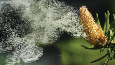 Photo of Monitoring polena u KS: Manje alergena nego lani, ali oprez zbog lipe i trava