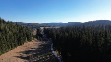 Photo of Sa sjednice Vlade KS: Više od sedam miliona KM za projekte u oblasti šumarstva
