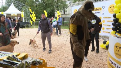 Photo of Dogs Trust na Vilsonovom šetalištu/ Druženje za vlasnike i ljubitelje pasa