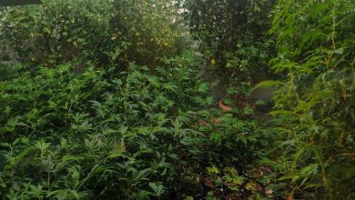 Photo of Akcija „Black Widow“: Pronađena laboratorija za proizvodnju marihuane