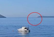 Photo of Kit snimljen u Dobrim Vodama kod Bara