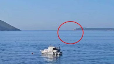 Photo of Kit snimljen u Dobrim Vodama kod Bara