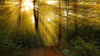 Photo of U BiH danas sunčano vrijeme, na jugu do 40 stepeni