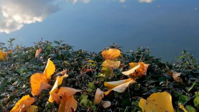 Photo of Danas prvi dan jeseni