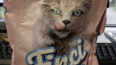 Photo of Zbog povećanog udjela pepela zabranjen uvoz 9 tona hrane za mačke iz Mađarske