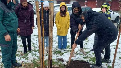 Photo of Sadnjom 20 stabala u naselju Breka unaprijeđen urbani zeleni prostor